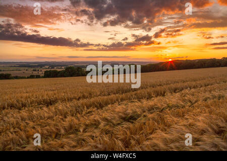 Ancholme Valley. North Lincolnshire. 22nd July 2019. UK Weather: Sunset from a field of barley above the Ancholme Valley. North Lincolnshire, UK. 22nd July 2019. Credit: LEE BEEL/Alamy Live News Stock Photo