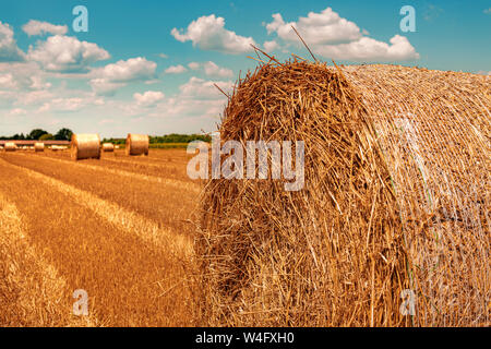 Round wheat hay bales drying in field stubble after harvest on hot sunny summer afternoon Stock Photo