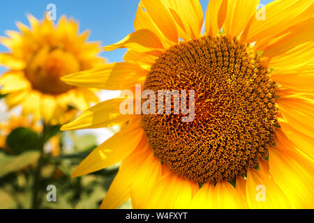 Sunflower head close up, blooming Helianthus annuus crop flower in field in bright sunlight Stock Photo