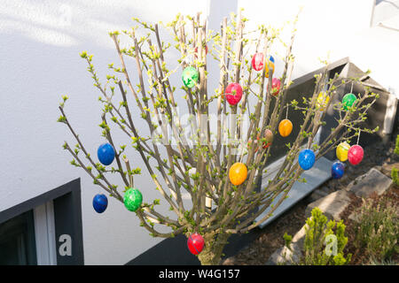 Colored easter eggs on willow bouquet with kitten willows Stock Photo