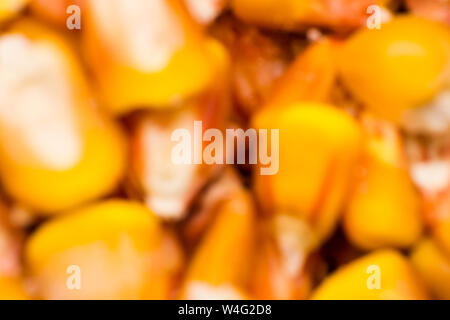 blurred photo for background with grain corn close-up Stock Photo