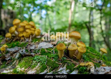 Honey Agaric mushrooms grow on tree in autumn forest. Group of wild mushrooms Armillaria. Colony of wood mushrooms. The traditional ingredient of Russ Stock Photo