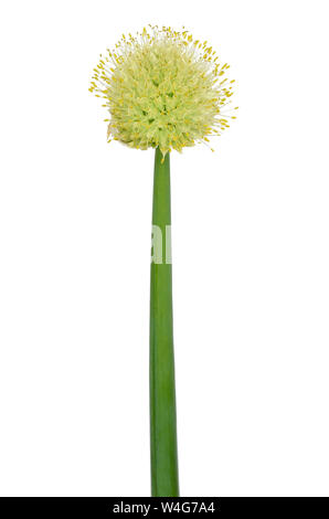 Allium fistulosum flower isolated on white background Stock Photo