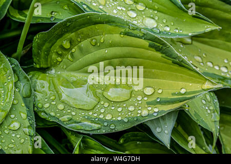 HOSTA LEAVES WITH RAINDROPS Stock Photo