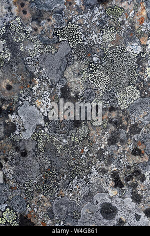 Natural texture of lichen on rock surface Stock Photo