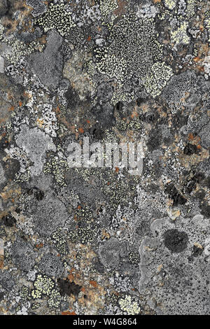 Natural texture of lichen on rock surface Stock Photo