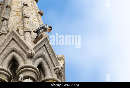 Peregrine falcon on a church spire with clenched talons, staring at camera. Stock Photo