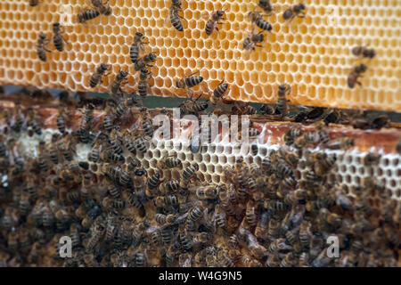 Thousands of bees on honeycombs with honey. Bees collecting nectar and putting into hexagonal cells after returning to beehive Stock Photo