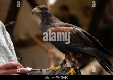 Peregrine brown falcon with claws sitting on leather protection on mans hand. Wild saker falcon outdoors Stock Photo