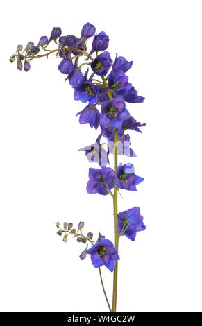 Blue delphinium flower isolated on a white background Stock Photo