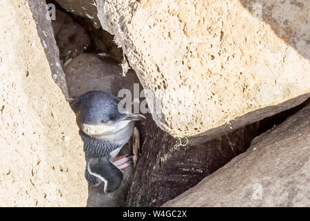 Beautiful penguin hides among the rocks of the pier of St. Kilda, Melbourne, Australia, to protect itself from the heat of a sunny day Stock Photo