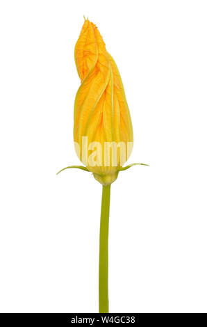 Flower zucchini isolated on white background Stock Photo