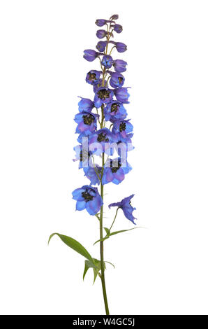 Delphinium flower isolated on a white background Stock Photo