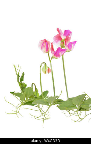 Sweet pea(Lathyrus odoratus) flowers  isolated on white background Stock Photo