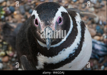 Magellanic Penguin in Punta Tombo, Chubut, Argentina, South America Stock Photo