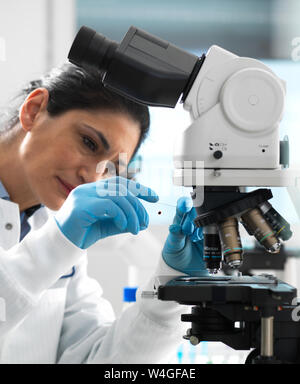 Lab technician examing a glass slide containing a blood sample ready to be magnified under the microscope in the laboratory Stock Photo