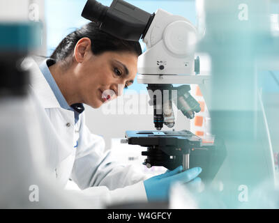 Lab technician preparing sample for analysis under a microscope in the laboratory Stock Photo