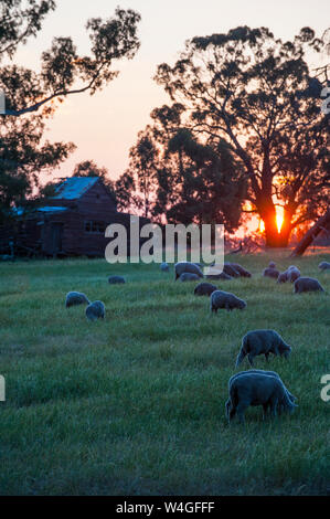 Sheeps grazing in the fields at sunset, Grampians National Park, Victoria, Australia Stock Photo