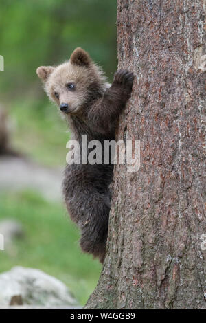 Eurasian Brown Bear Cub (Ursus arcto arcto) Stock Photo