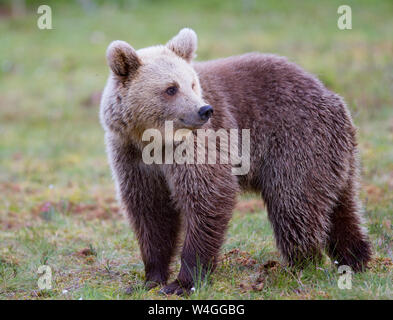 Eurasian Brown Bear (Ursus arctos arctos) Stock Photo