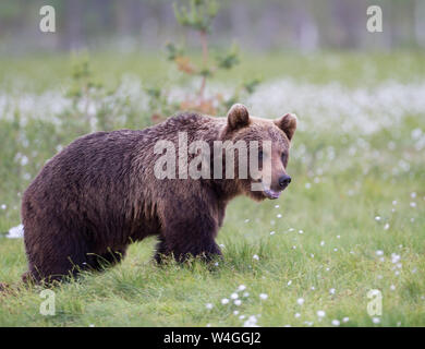 Eurasian Brown Bear (Ursus arctos arctos) Stock Photo