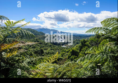 Geothermal acitve field in the Waimangu Volcanic Rift Valley, North Island, New Zealand Stock Photo