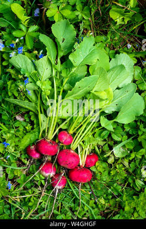 Freshly harvested organic red radishes on a meadow Stock Photo