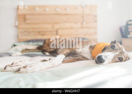 Portrait of Greyhound lying on bed wearing yellow scarf Stock Photo