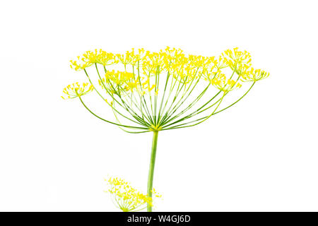 dill isolated on white background Stock Photo