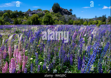 Blooming wild flowers, Los Alerces National Park, Chubut, Argentina, South America Stock Photo