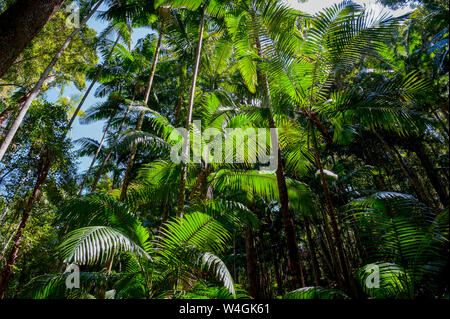 Tropical trees on Fraser Island, Queensland, Australia Stock Photo