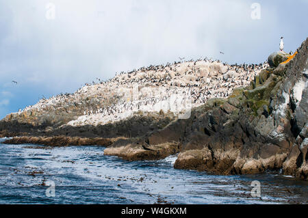 Cormorants on an island in the Beagle channel, Ushuaia, Tierra del Fuego, Argentina, South America Stock Photo