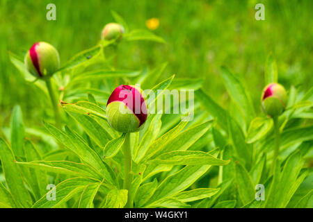 Blossom bud of red peony Stock Photo