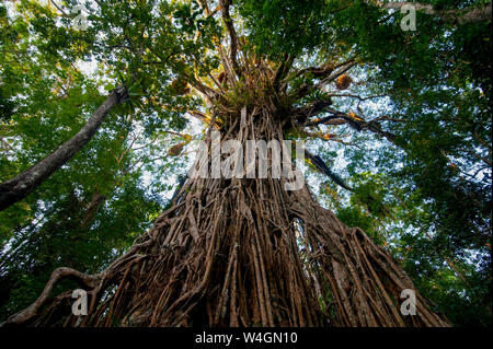 Cathedral Fig tree, Atherton Tablelands, Queensland, Australia Stock Photo