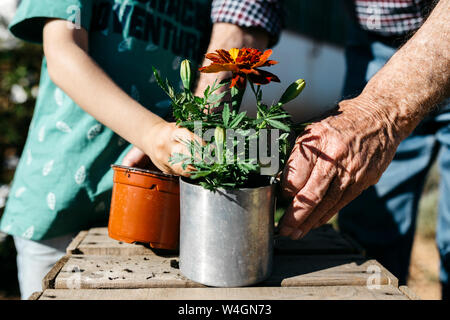 Grandfather and grandson planting a flower in a metal flowerpot Stock Photo