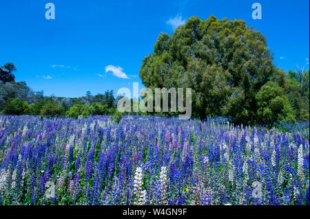 Blooming wild flowers, Los Alerces National Park, Chubut, Argentina, South America Stock Photo