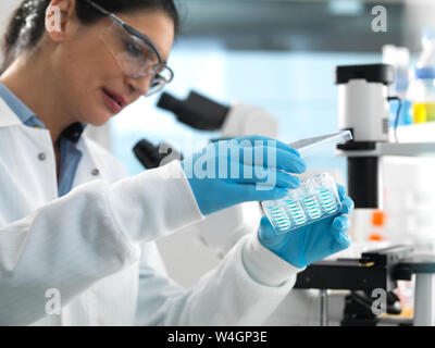 Biotech Research, Scientist viewing samples in multi well plate ready for analysis during a experiment in the laboratory Stock Photo