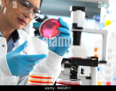 Scientist examining cultures growing in petri dishes using a inverted microscope in the laboratory Stock Photo