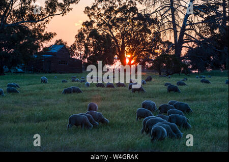 Sheeps grazing in the fields at sunset, Grampians National Park, Victoria, Australia Stock Photo