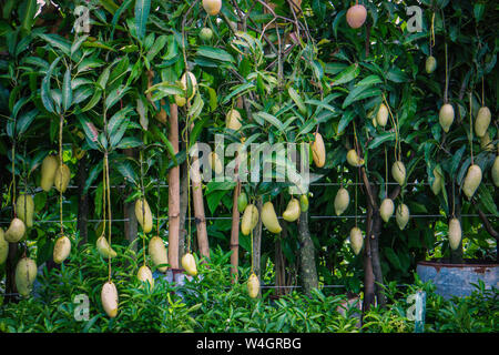 A Beautiful Mango Garden, Mango Tree in The Mango Garden Stock Photo