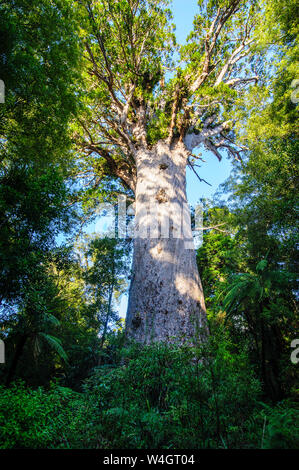 Te Matua Ngahere, a giant kauri tree, Waipoua Forest, Westcoast Northland, North Island, New Zealand Stock Photo