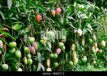 Fresh mango on tree in the orchard. Fresh Mango Nursery Bangladeshi Mango Plant, Mango tree garden Stock Photo