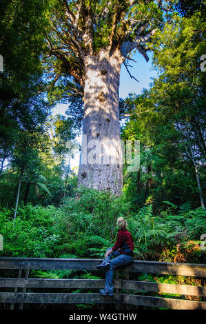 Woman looking at Te Matua Ngahere, a giant kauri tree, Waipoua Forest, Westcoast Northland, North Island, New Zealand Stock Photo