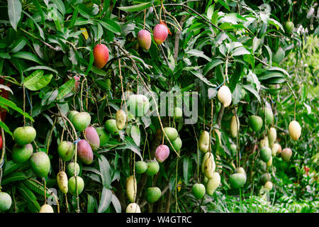 Fresh mango on tree in the orchard. Fresh Mango Nursery Bangladeshi Mango Plant, Mango tree garden Stock Photo