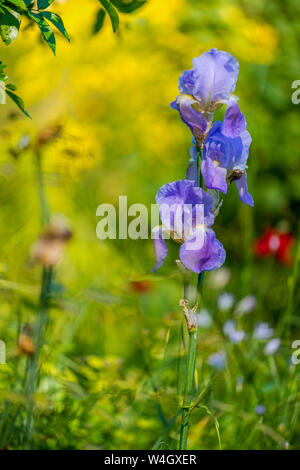 France, Provence-Alpes-Cote d´Azur, Multi-colored iris, Iris versicolor, close up Stock Photo