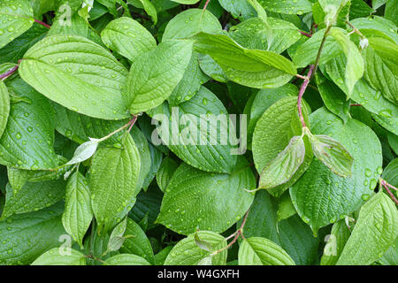 Leaves of common dogwood, Cornus sanguinea Stock Photo