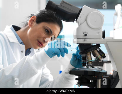 Lab technician examing a glass slide containing a blood sample ready to be magnified under the microscope in the laboratory Stock Photo