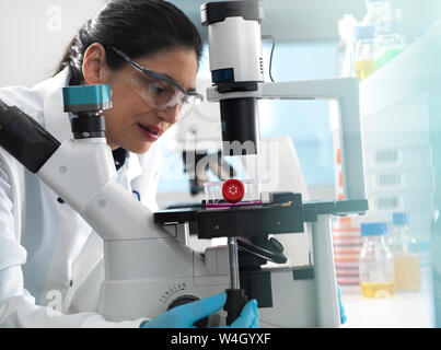 Human cell research, Female cell biologist examining a flask containing stem cells, cultivated in red growth medium under a microscope in the laboratory Stock Photo