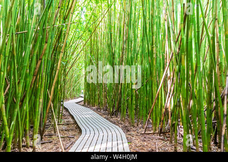 Bamboo forest, Pipiwai Trail, Haleakala National Park, Maui, Hawaii, USA Stock Photo