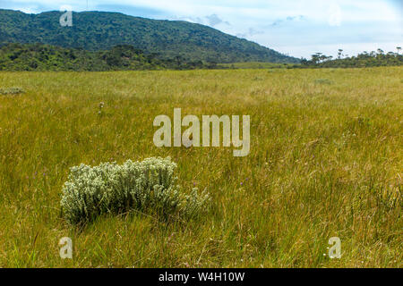 Great pasture at the top of Espraiado Canyon, with Araucarias trees in the background, city of Grão Para, Santa Catarina, Brazil Stock Photo